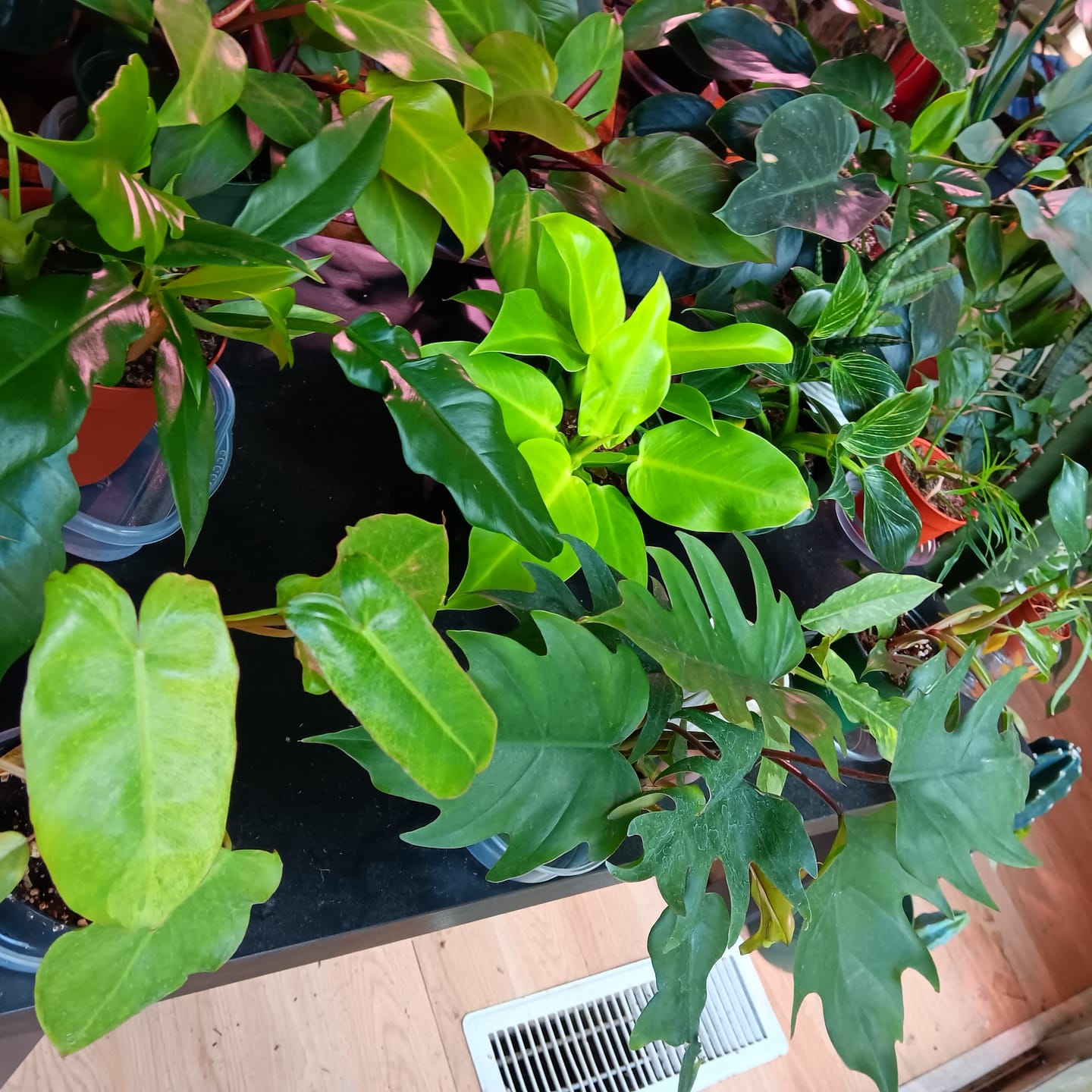 Customer photo review of Philodendron 'Paraiso Verde'