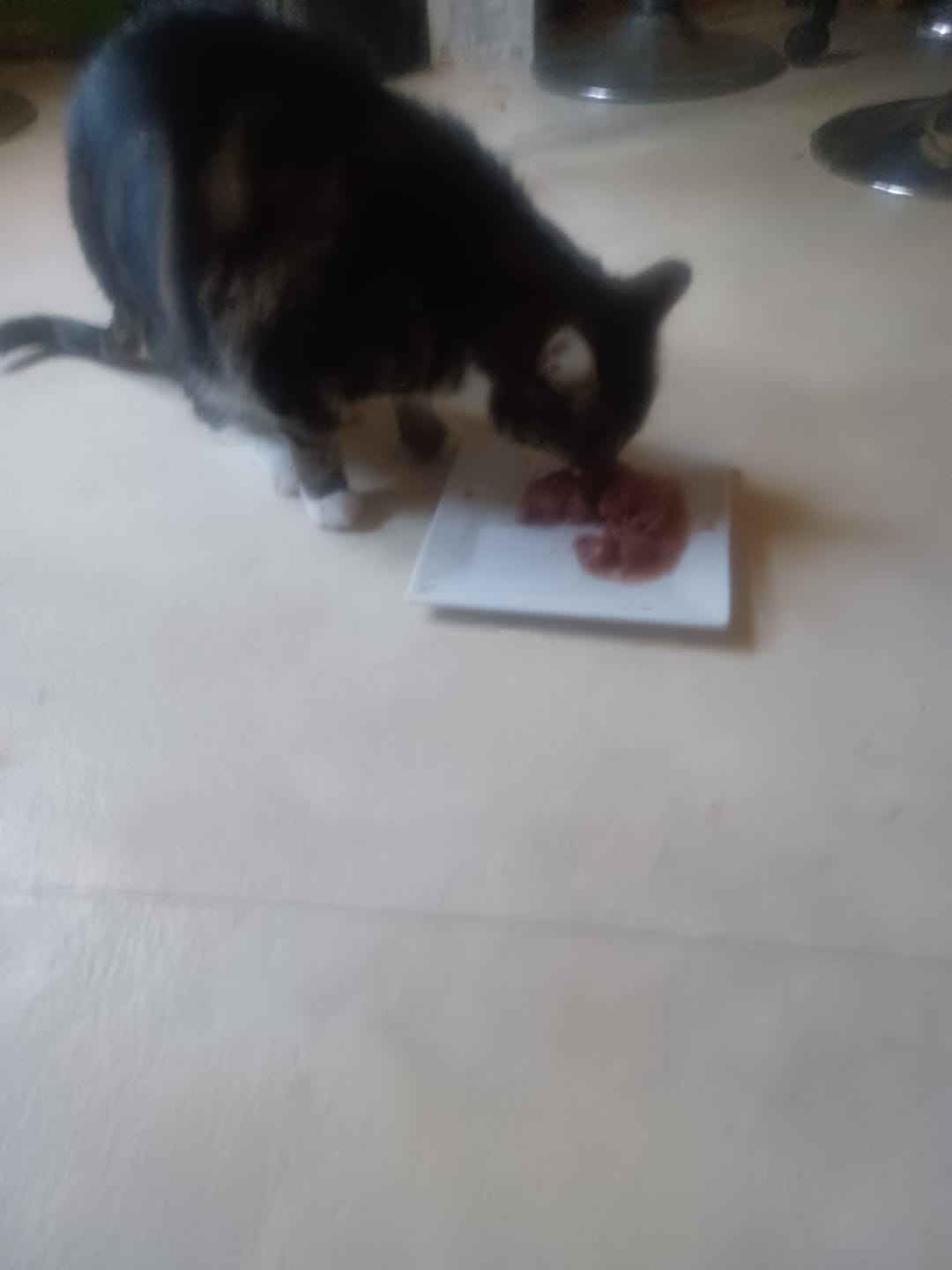 Customer photo review of Pâtées riches en thon& aux courgettes (chat stérilisé et chat adulte)