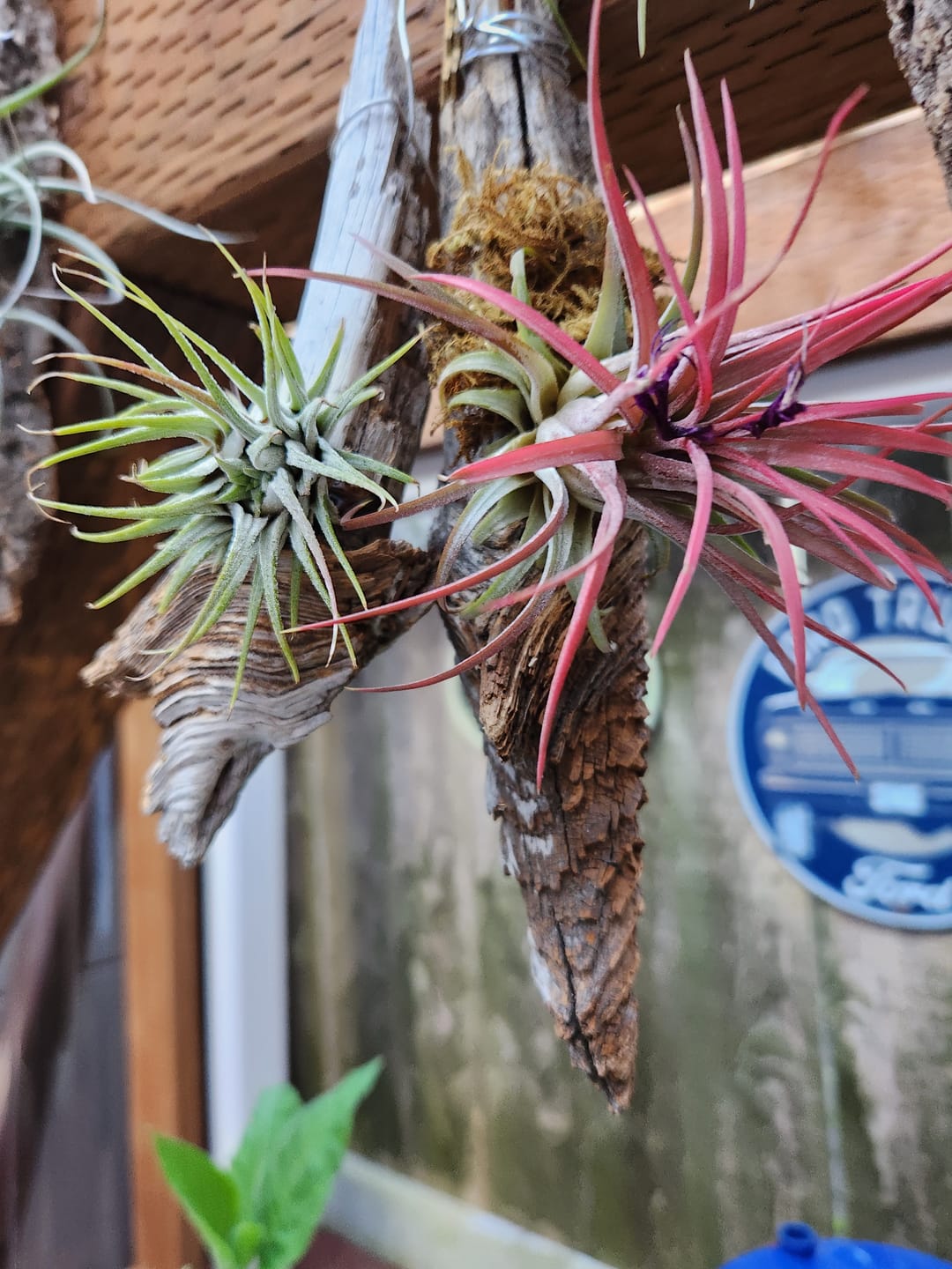 Customer photo review of 10 Pack Premium Air Plants Mix  *Cannot Be Shipped Internationally*