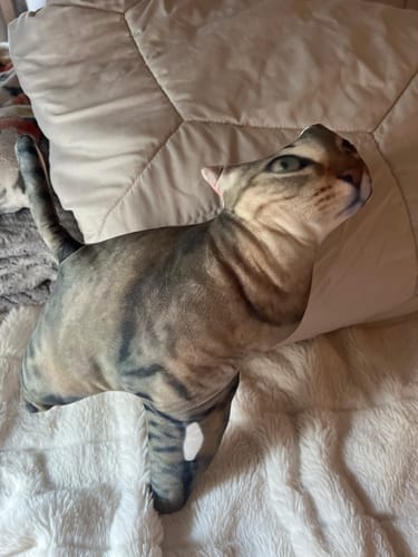 Customer photo review of Custom Pet Pillow