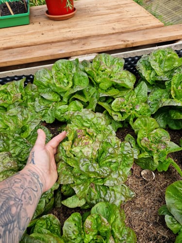 Customer photo review of Kopfsalat ‘Baquieu’