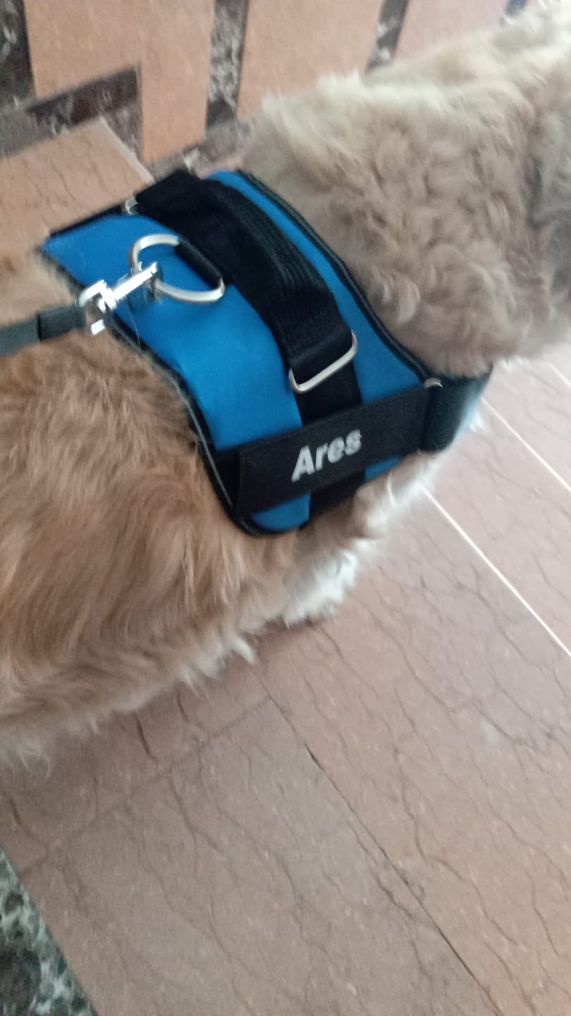Customer photo review of MellowPurr Özelleştirilebilir No Pull Köpek Tasması