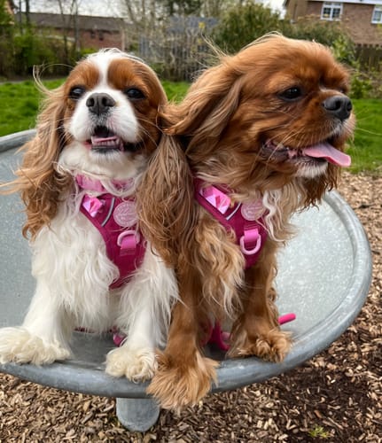 Customer photo review of Tough Trails™ Harness - Walkies Ready® Raspberry Pink