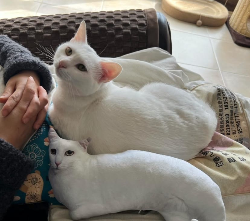 Customer photo review of Custom Pet Pillow