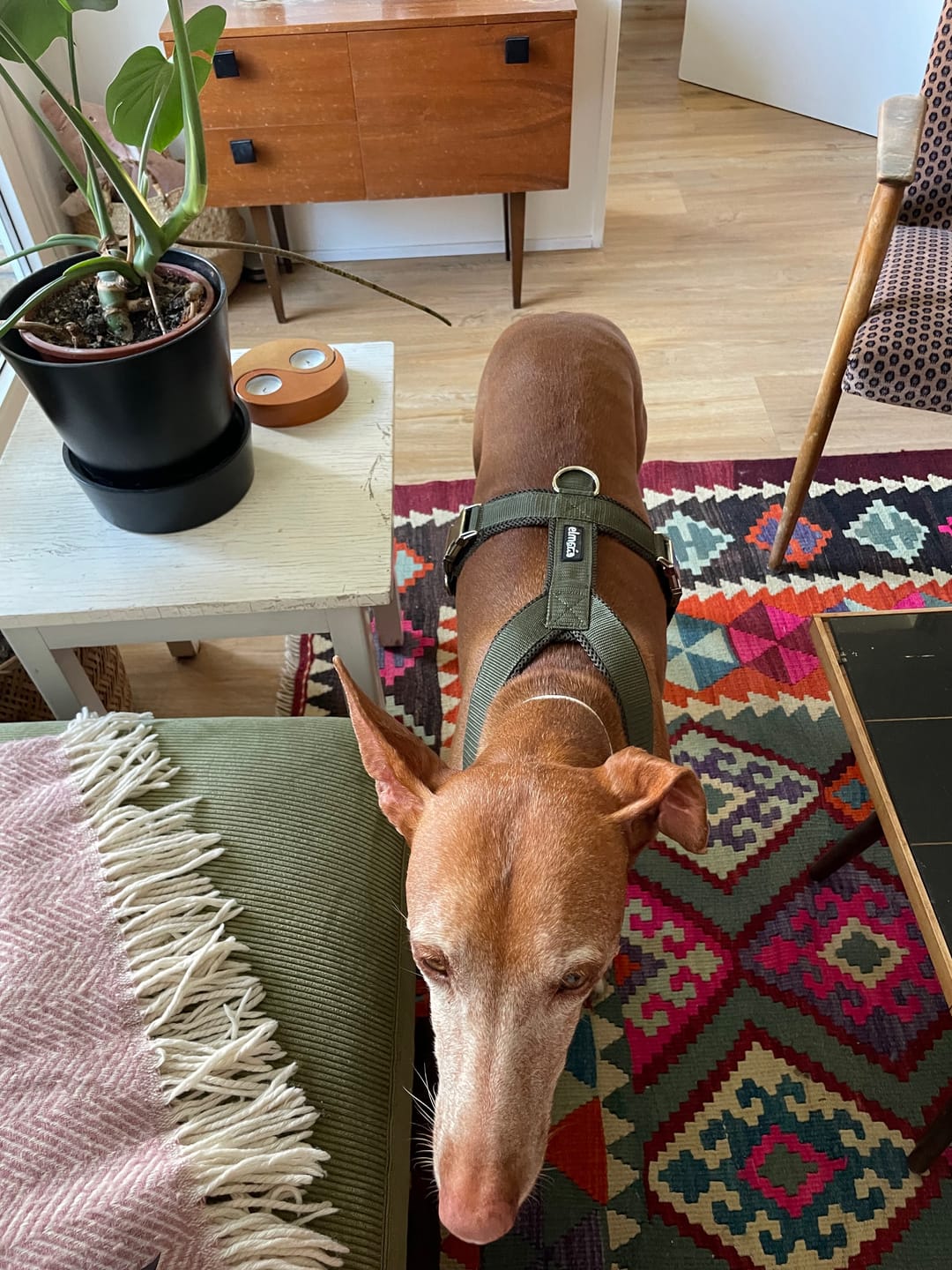 Customer photo review of Hundegeschirr PRO "Mountain Green"