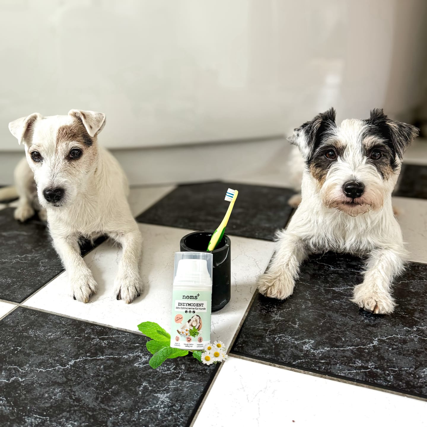 Customer photo review of Enzymodent: Enzymatische Zahnpasta für Hunde mit natürlicher Pflege- und Präventionsformel