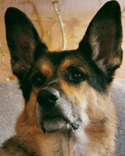 Customer photo review of Canine Cush Hip & Joint Chews