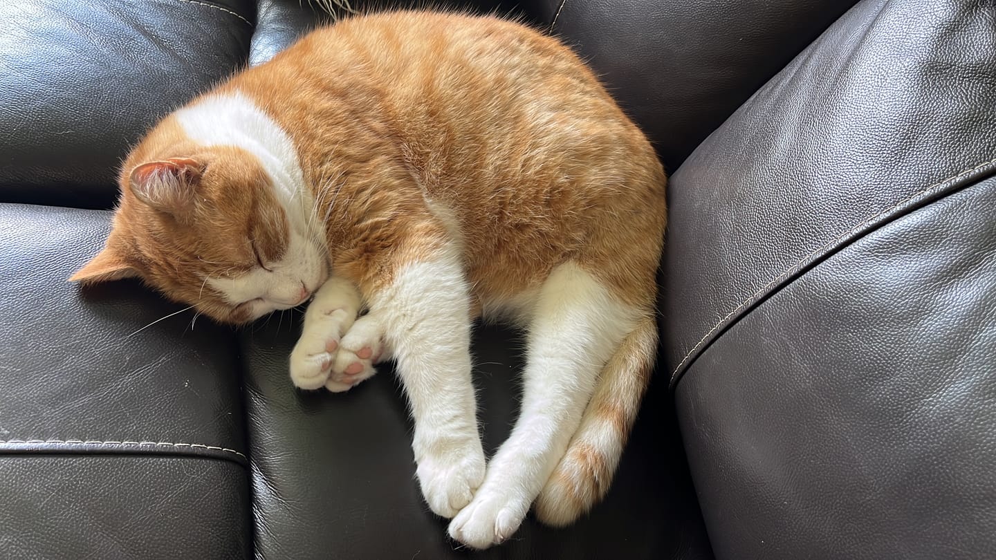 Customer photo review of Cat Spray