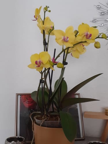 Customer photo review of Table Dance Pereira mit gelben Blüten und 2+ Stielen