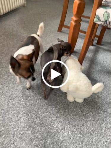 Customer video review of Staey Hundebamse - Emily