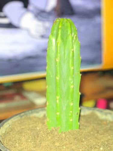 Customer photo review of Imperfect San Pedro Cactus Cuttings | Echinopsis (Trichocereus) pachanoi Cuttings