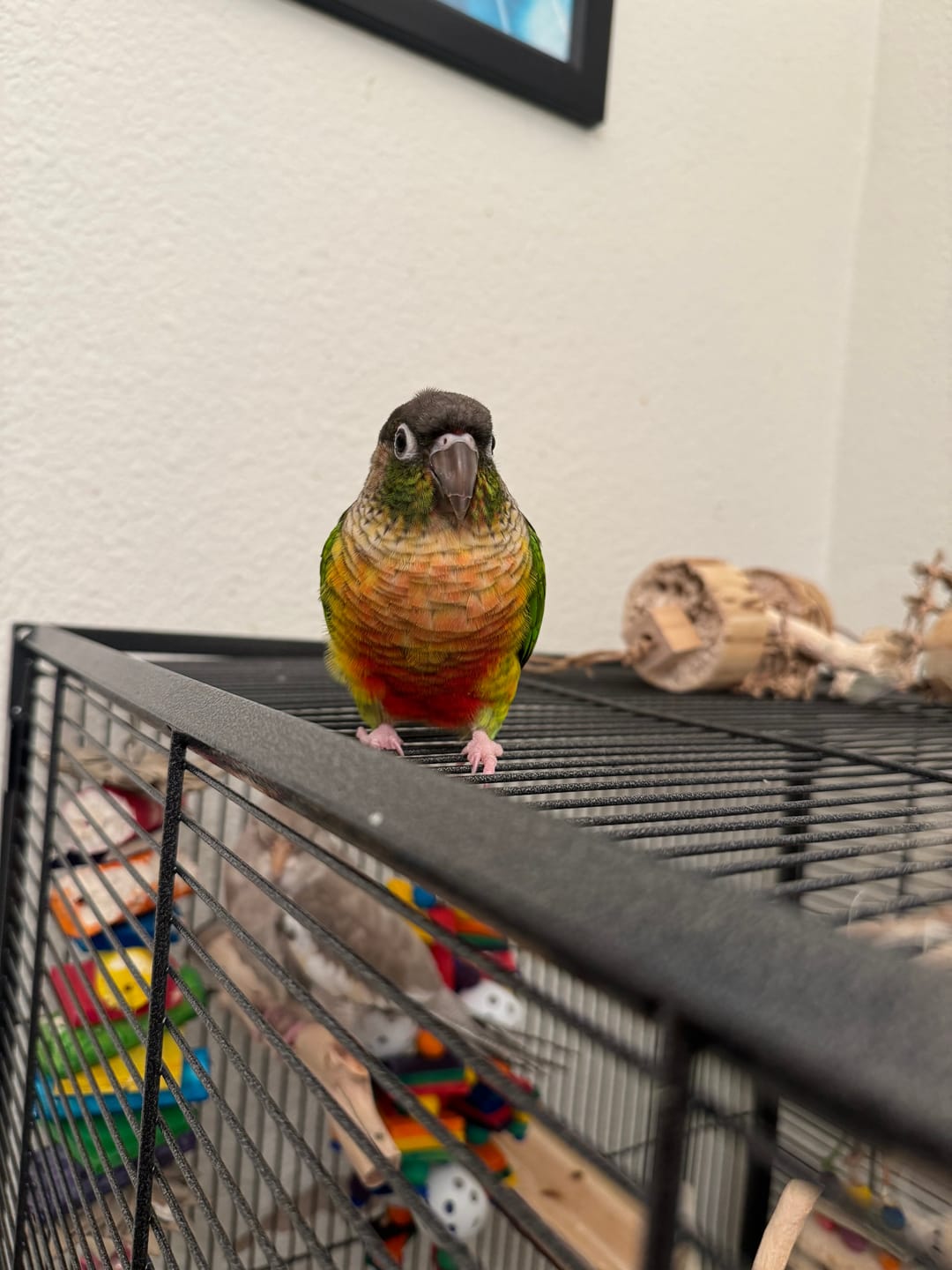 Customer photo review of Triple Scoop - Cheep Thrills Bird Toys