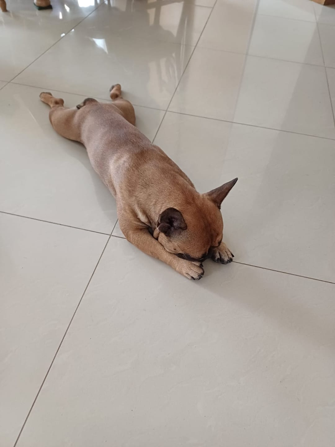 Customer photo review of Medium DIET ar zirga gaļu un zirņiem