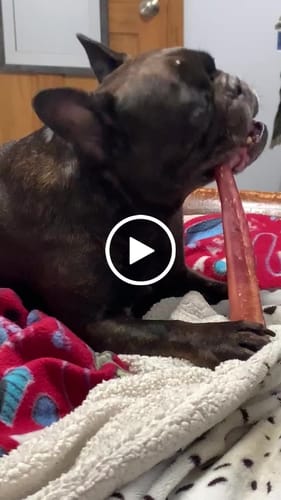 Customer video review of 12 Inch Monster Bully Stick