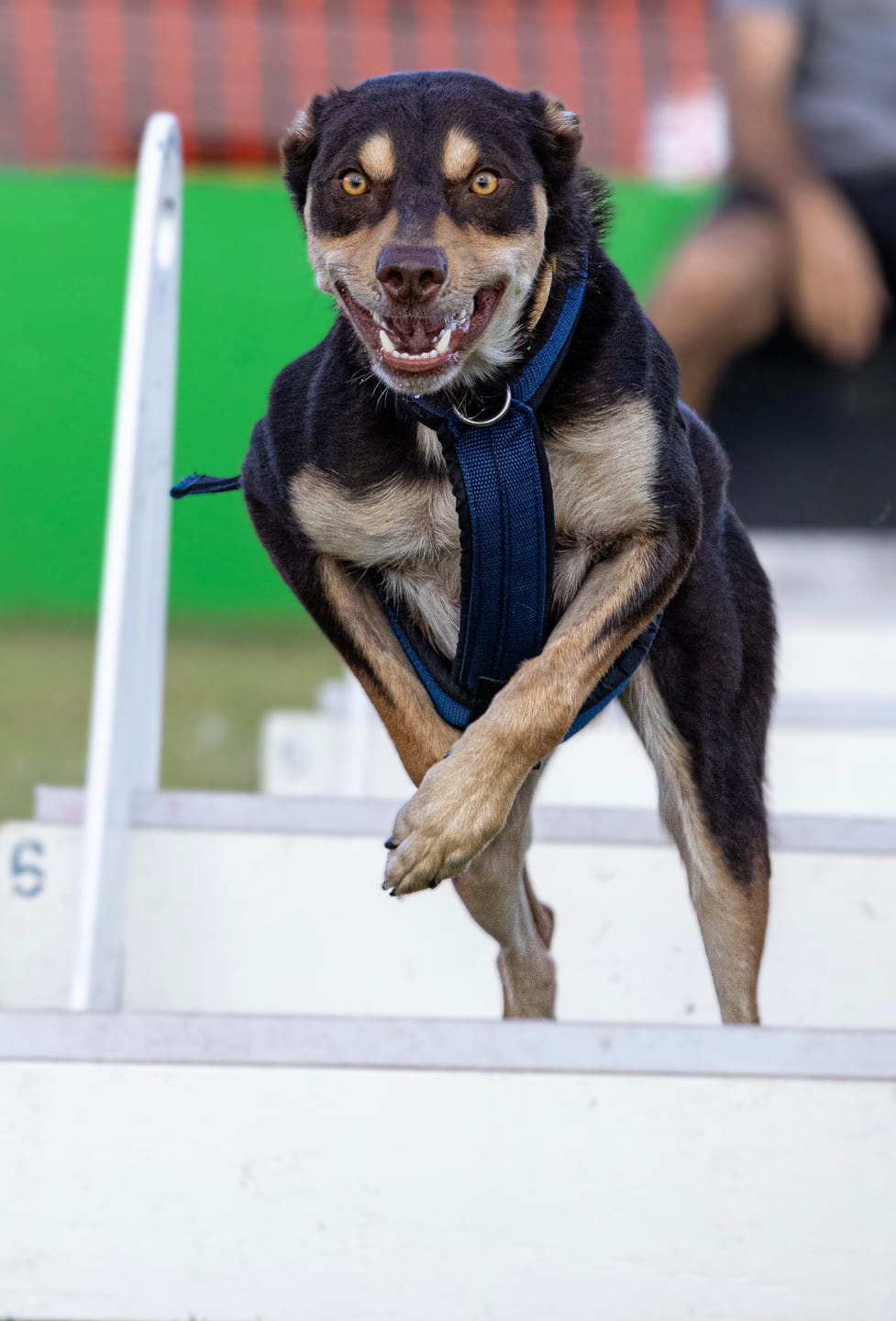 Customer photo review of Canine Joint Plus™️ 500g