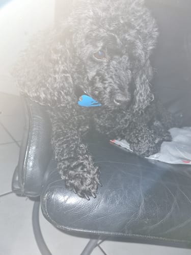 Customer photo review of Collier Anti Aboiement PuppySafe™