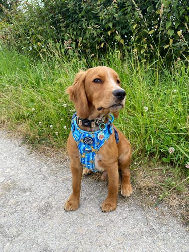 Customer photo review of Disney© Tough Trails™ Harness - Simba