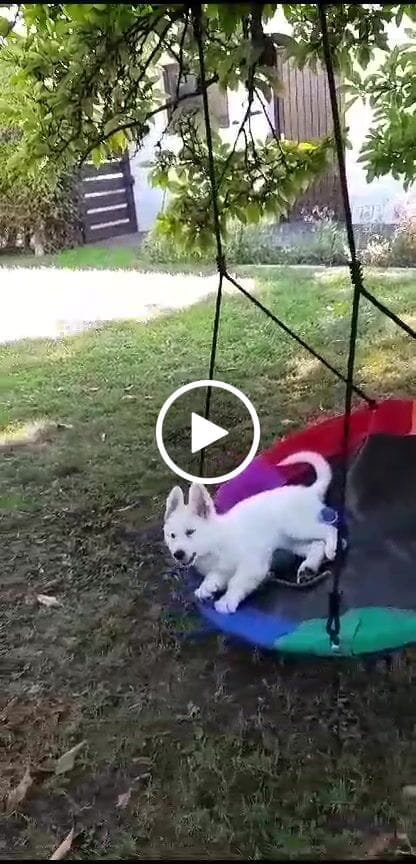 Customer video review of Allergietest Basic Hund