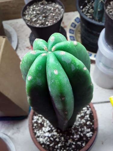 Customer photo review of Scopulicola | Trichocereus (Echinopsis) Scopulicola