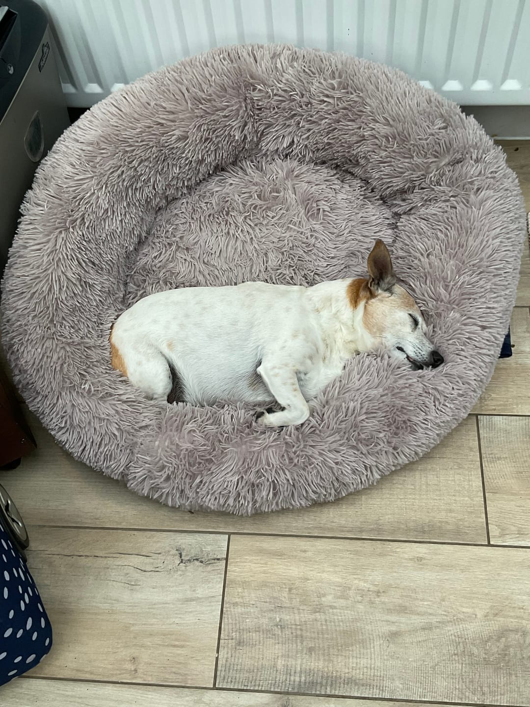 Customer photo review of Calming Dog Bed