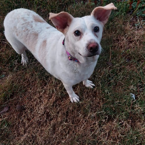 Customer photo review of The Kelly Buckle Collar