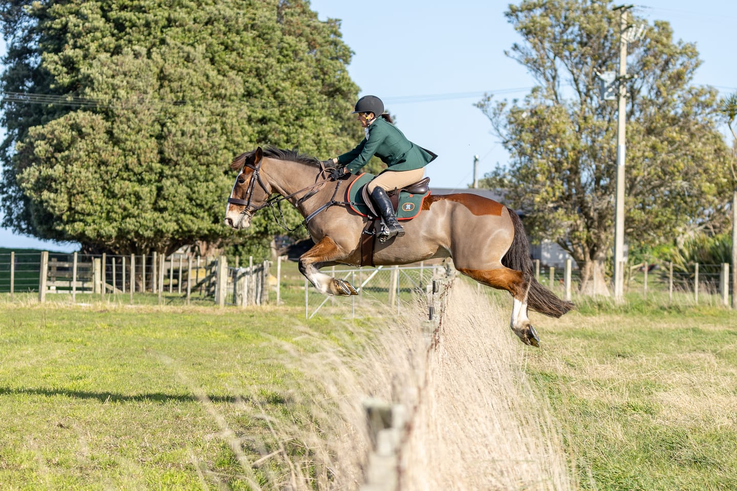 Customer photo review of Digestive RP - Sporthorse gut supplement
