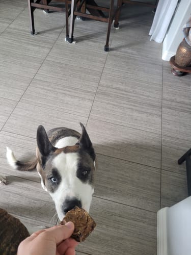 Customer photo review of Medium Wild Salmon CBD Oil - 350 MG : 1 OZ : Healthy Hips & Joints Care Formula CBD for dogs and cats