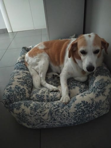 Customer photo review of Divanetto Cotone Toile De Jouy Bluette