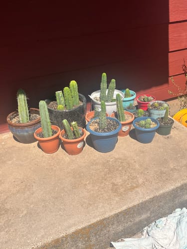 Customer photo review of San Pedro Cactus | Bulk Cutting Packs | Echinopsis (Trichocereus) Pachanoi