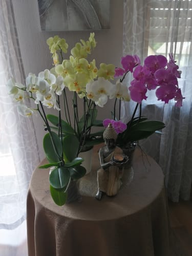 Customer photo review of Große Two of Us Orchideen Farbmix mit 3 Stielen im 3er Set
