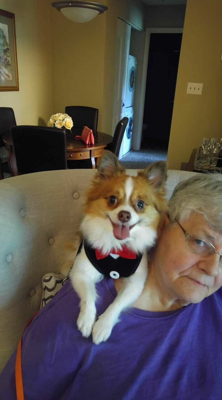 Customer photo review of Breathe Easy for Dogs - Kennel Cough & Respiratory Support Remedy