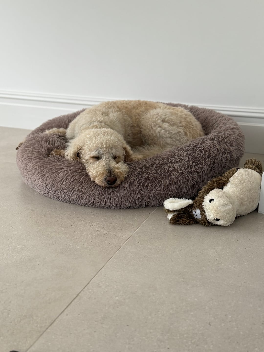 Customer photo review of Calming Dog Bed