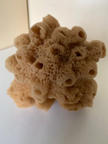 Customer photo review of Decorative Natural Sea Sponges