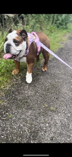 Customer photo review of Disney© Tough Trails™ Harness - Piglet