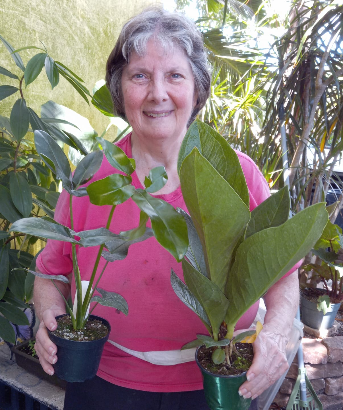 Customer photo review of Philodendron goeldii