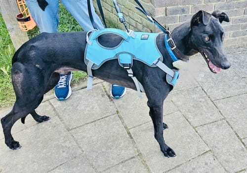 Customer photo review of Sighthound Escape Proof Harness