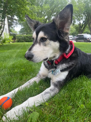 Customer photo review of 1.5" Tacti Slim Dog Collar - Apple