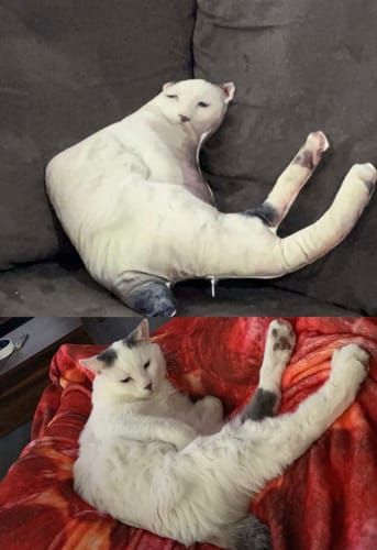 Customer photo review of Custom Pet Pillow