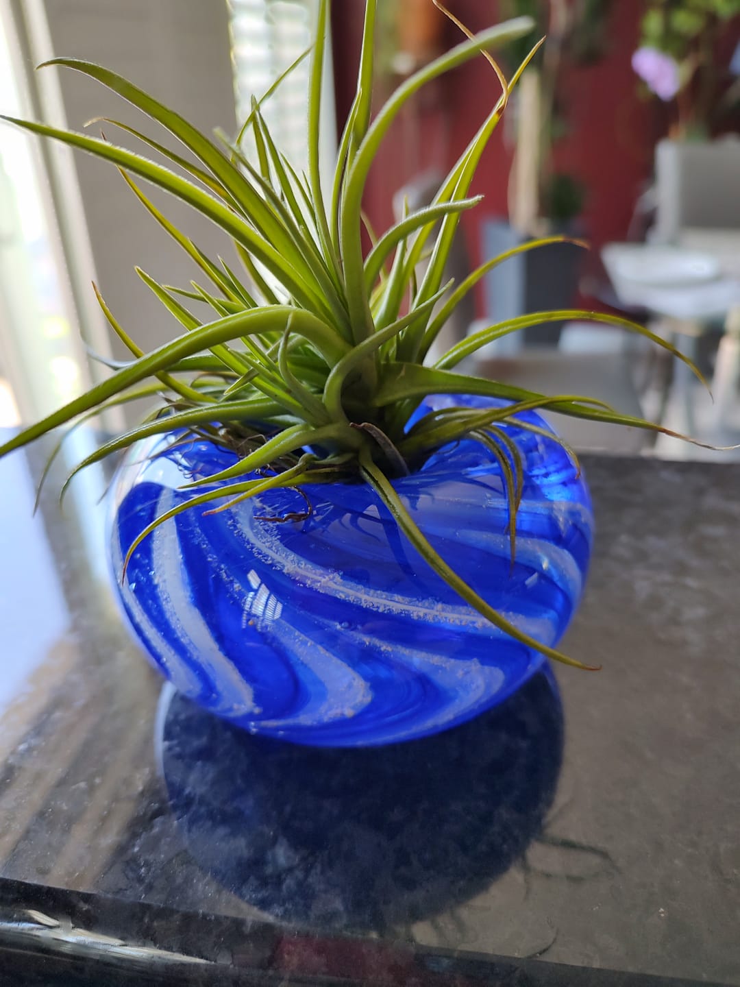 Customer photo review of Medium Air Plant Planter with Cremation Ashes