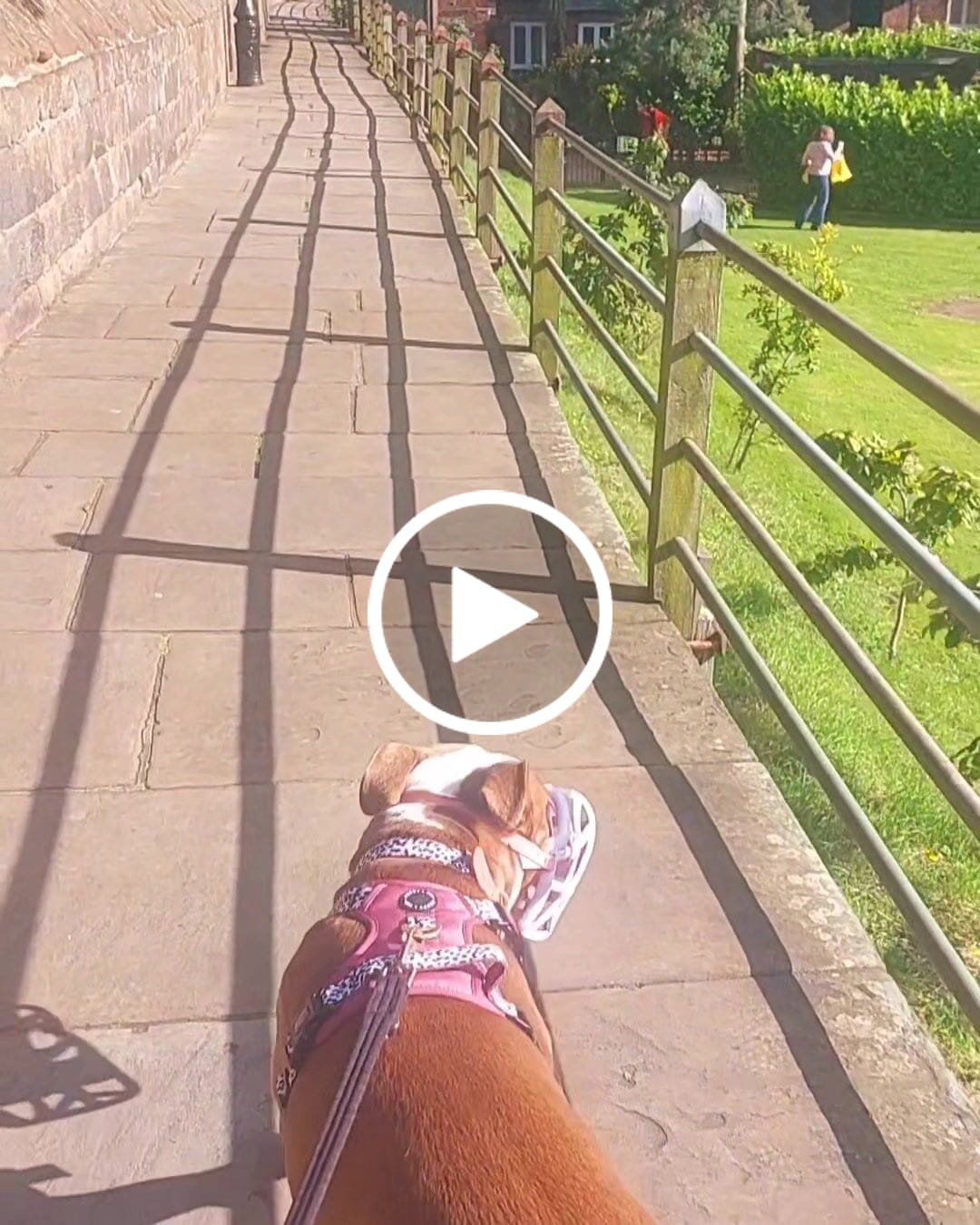 Customer video review of Luxe Collection | 3-Click Tough Harness | Berry Dalmatian