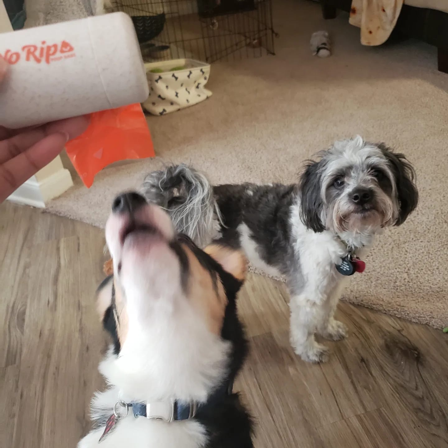 Customer photo review of Wheat Straw Dispenser + 1 Roll of No Rip Poop Bags