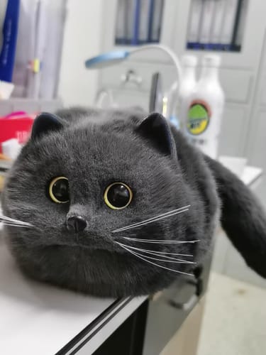 Customer photo review of Handmade Cat Plush Handbag