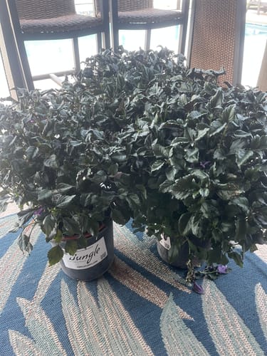 Customer photo review of Mona Lavender