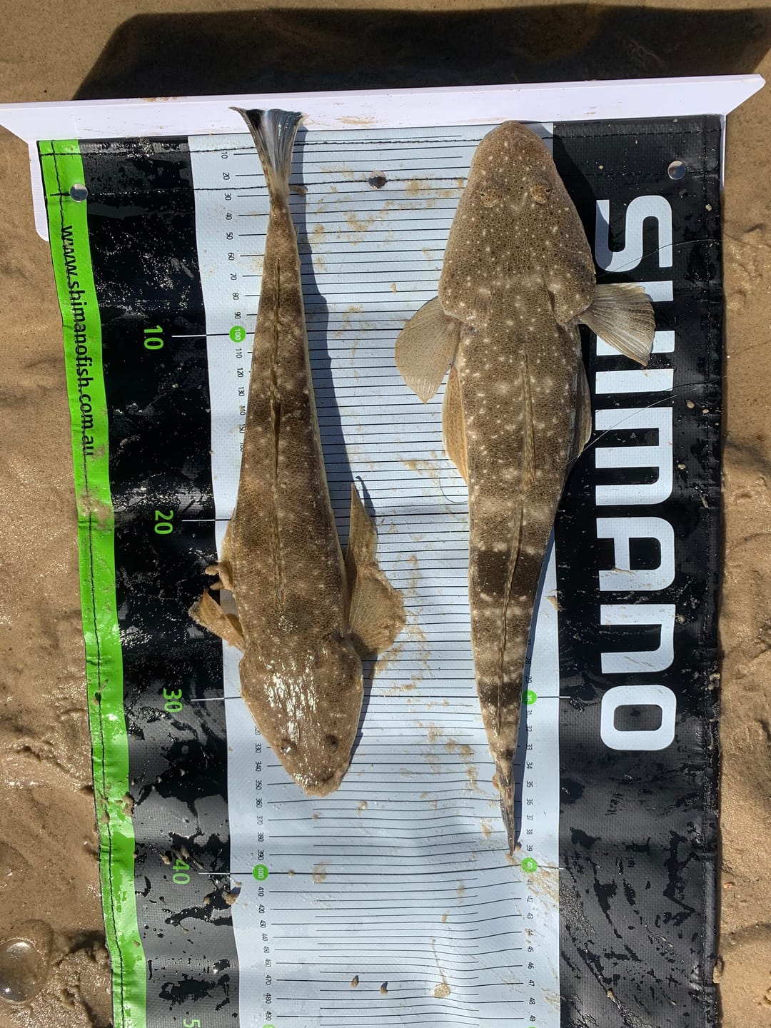 Customer photo review of 2.25 INCH (GUPPIE)