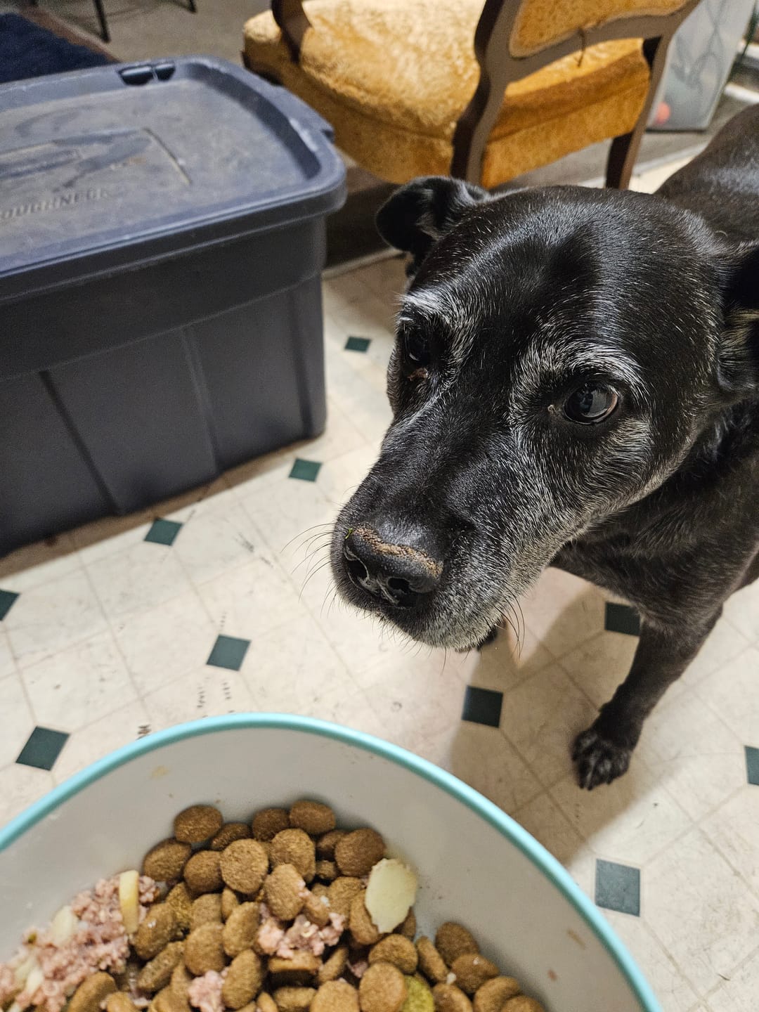 Customer photo review of Nice To MEAT You Dog Food or Food Topper