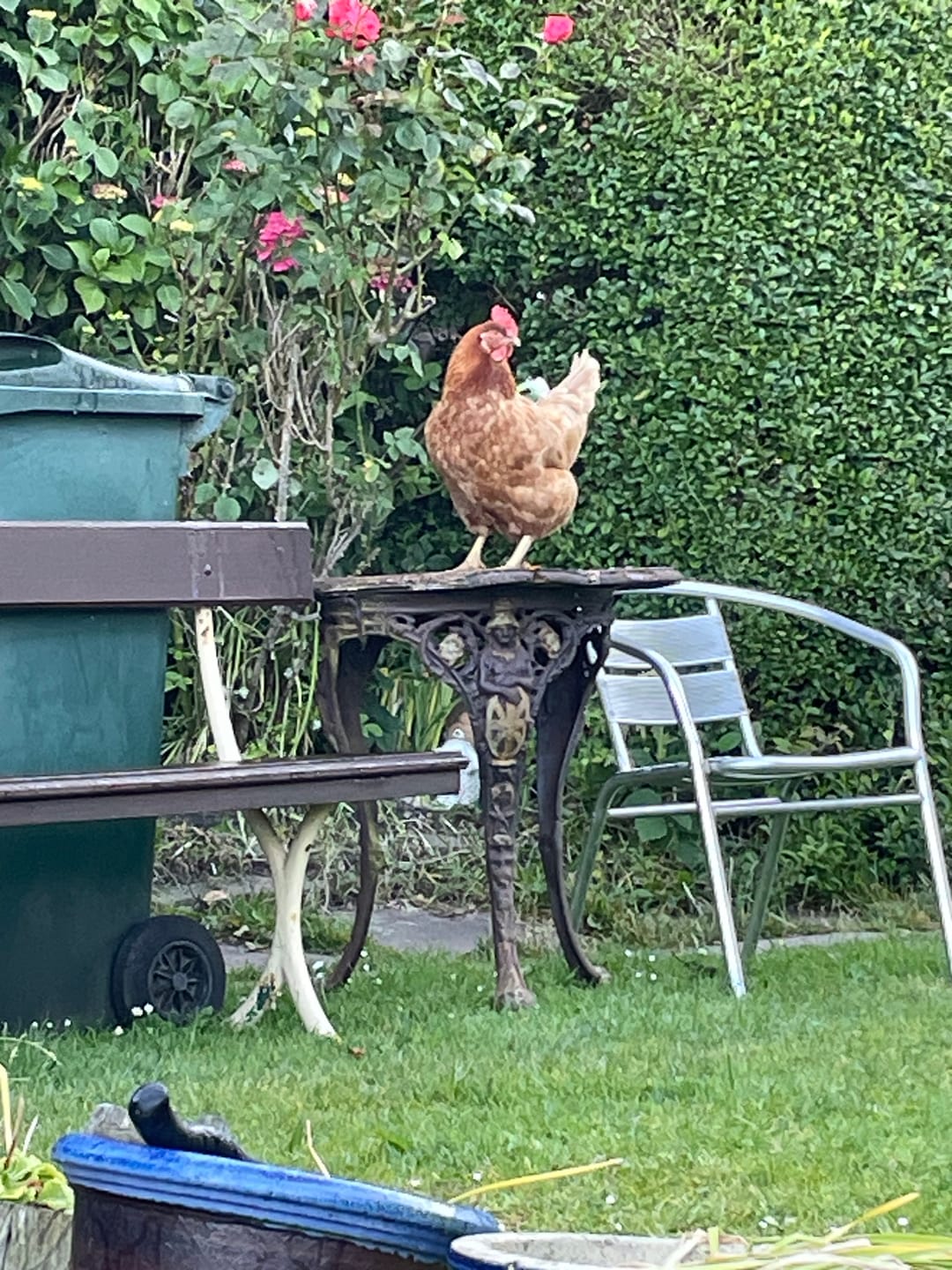 Customer photo review of Chicken Food - Poultry Feed Treat Mix For Chickens