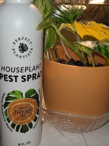 Customer photo review of Houseplant Pest Spray