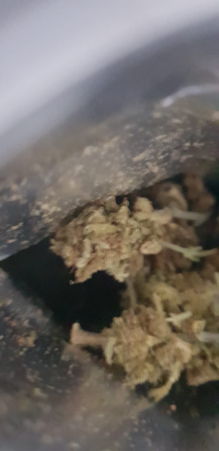 Customer photo review of Melon Kush - POWER LVL: 4/5