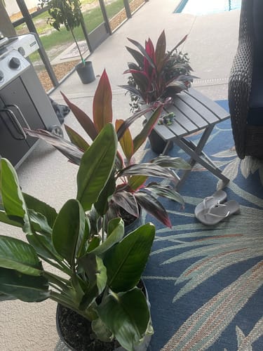 Customer photo review of Orange Bird of Paradise