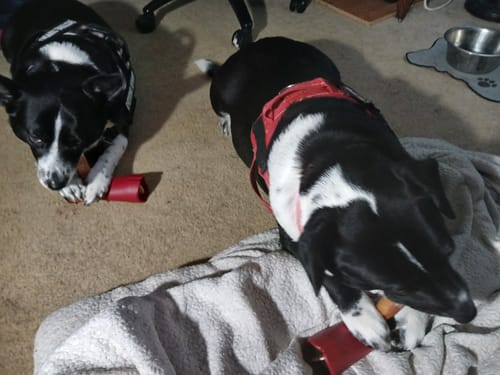 Customer photo review of 6 Inch Monster Bully Stick